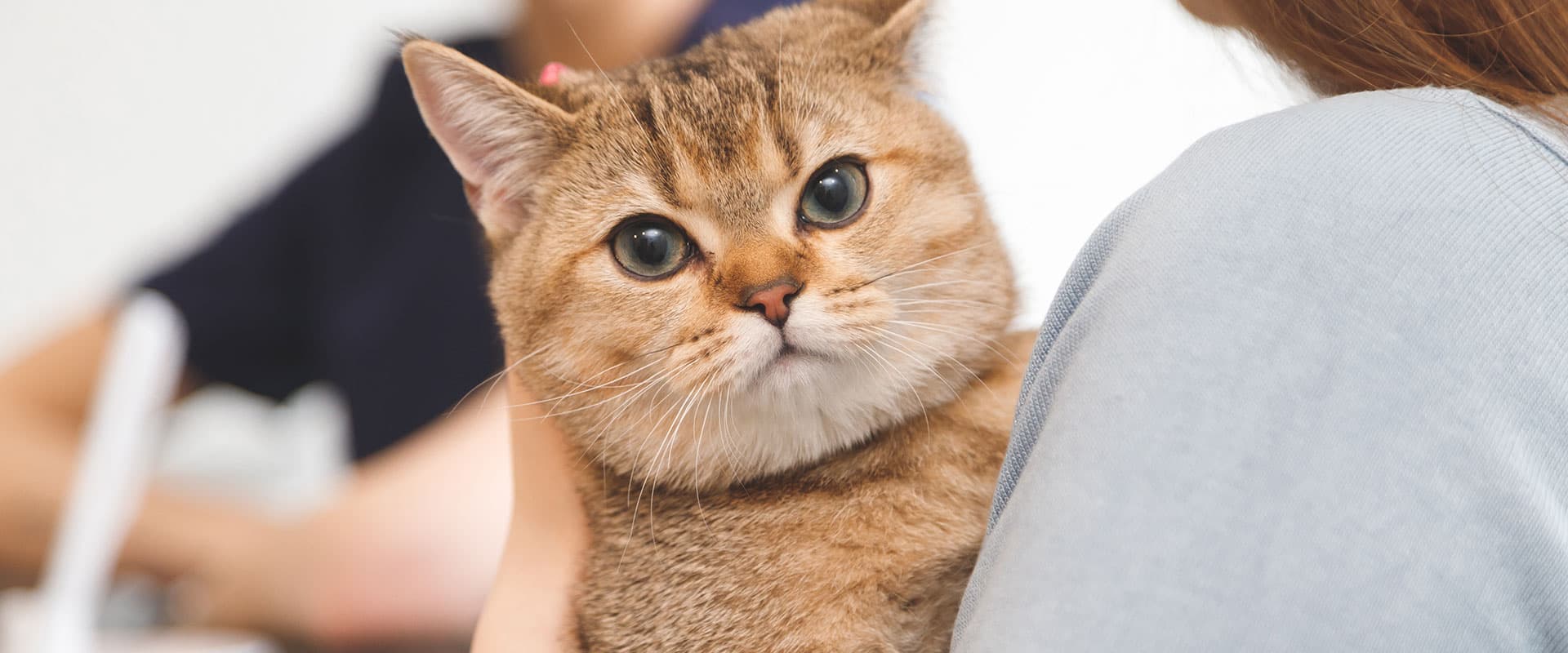 Petsand Χονδρική άμμος γάτας