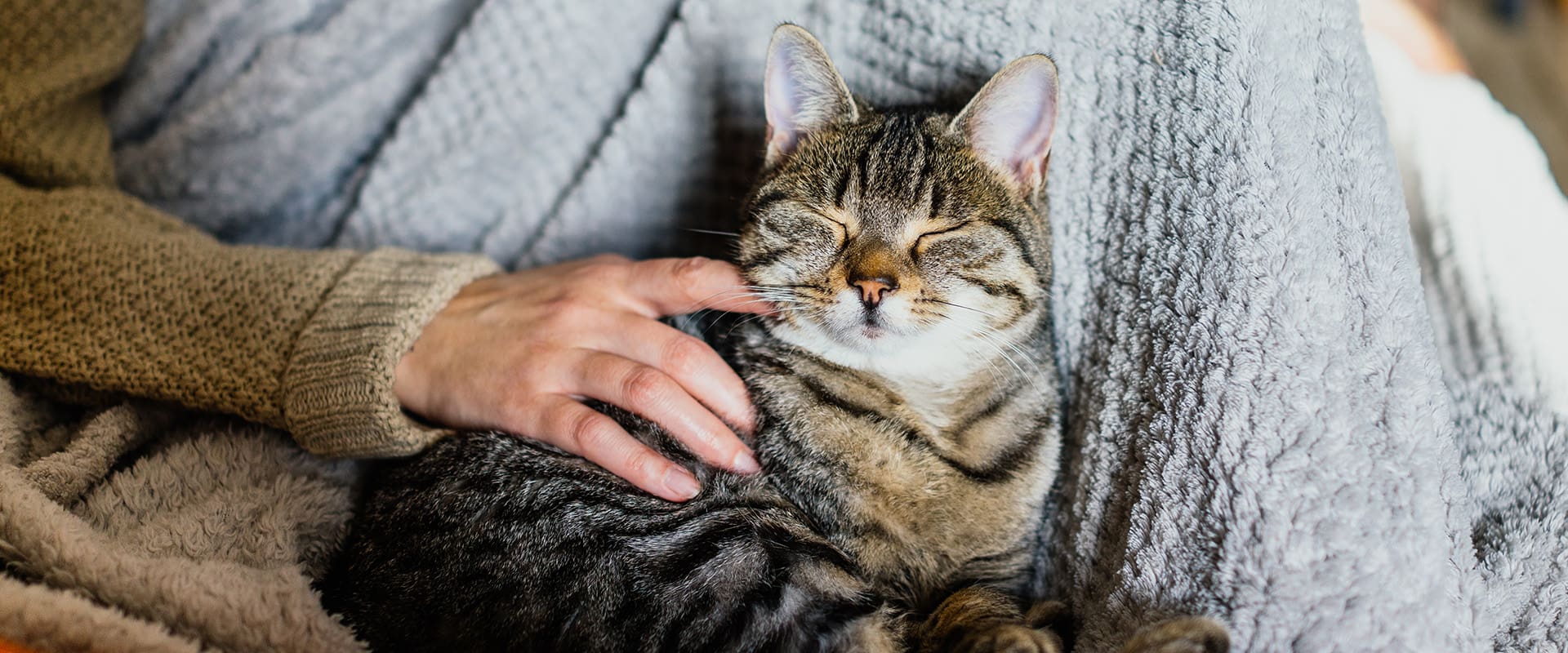 Petsand Χονδρική άμμος γάτας